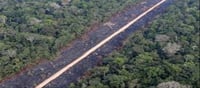 296 defenders killed in Amazon forests since 2014?